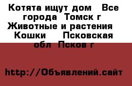 Котята ищут дом - Все города, Томск г. Животные и растения » Кошки   . Псковская обл.,Псков г.